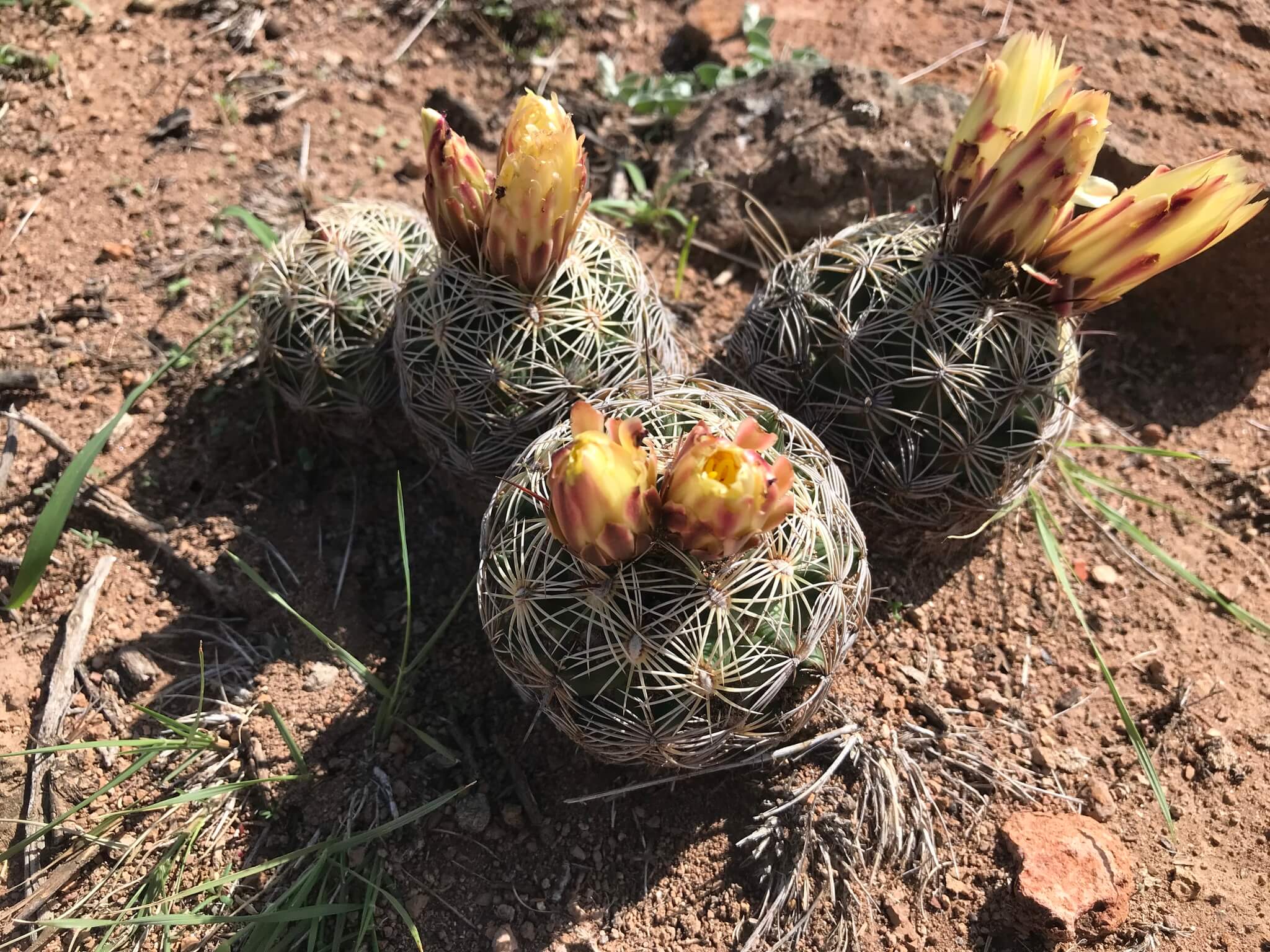 Coryphantha palmerii